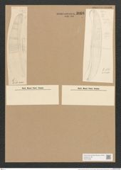 Amphora formosa Cleve (de-Toni-Nr.: Genus 36, Species 1599) Zeichnungen Sammlung Grunow Nr. 3066 (NHMW-BOT-W0370468)